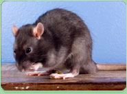 rat control Harwich